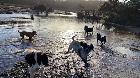 The Dog Walker - New Forest