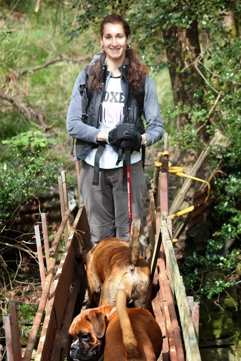 Rachael's Home Dog Boarding