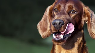 Binky's Dog Walking