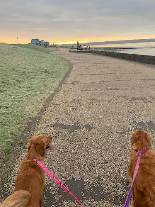 Golden K9 Home Boarding