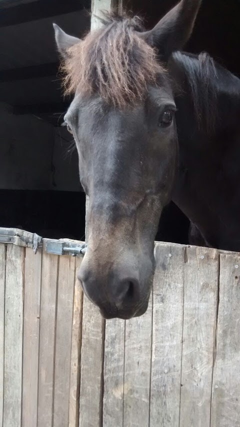 Hamsey Riding School