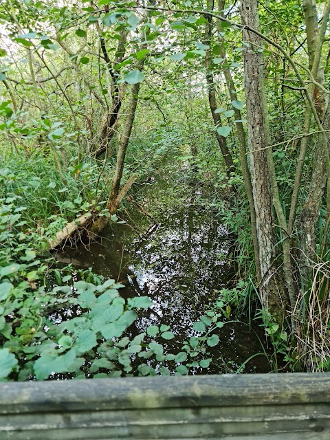 Barton Broad Boardwalk