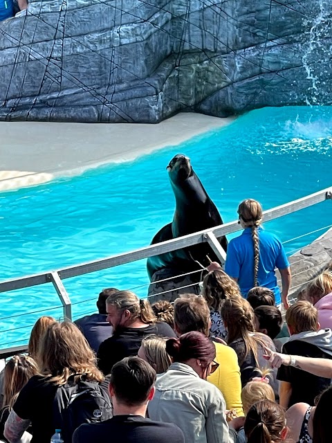 Sea Lion Show