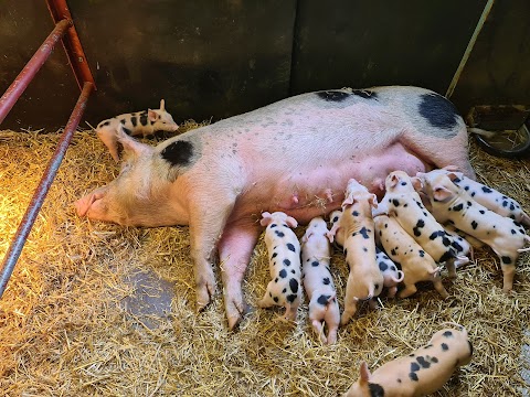 Piglets Adventure Farm