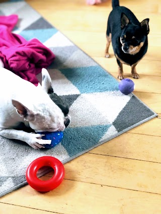 Small Paws Playdates & Home Boarding