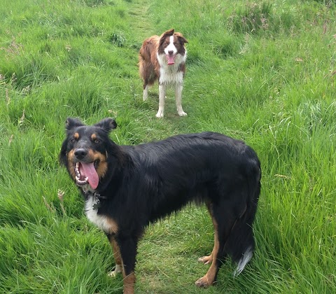 Al's Dog Walker in Solihull