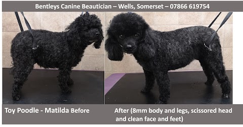 Bentleys Canine Beautician - Dog & Cat Grooming in Wells