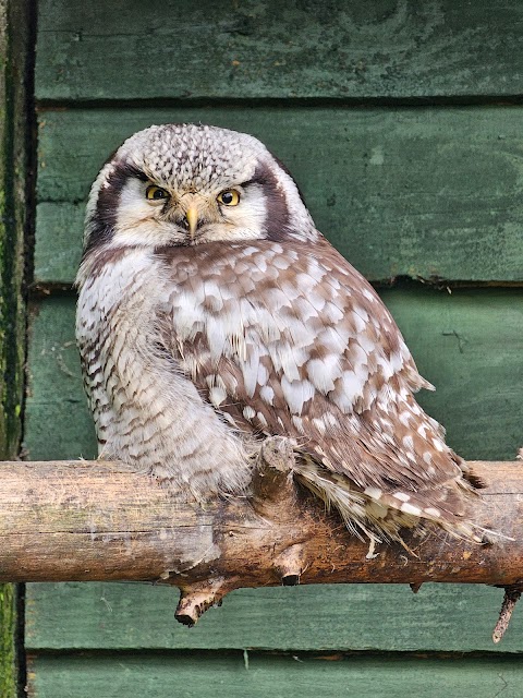 Liberty's Owl, Raptor & Reptile Centre