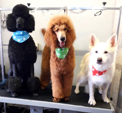 Wagstars dog grooming