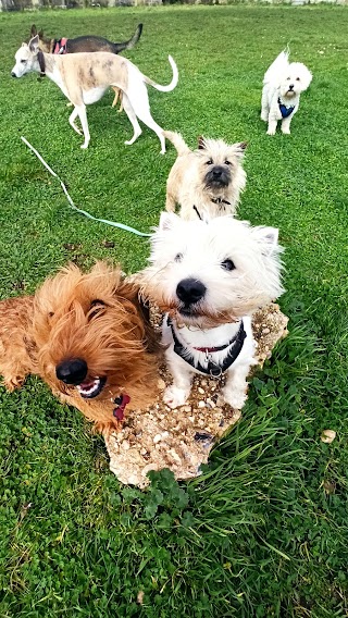 Otis and Friends Dog Walking