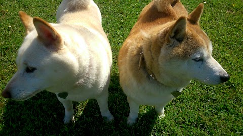 Precious Pals. Dog Walking & Pet Sitting.