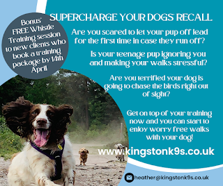 Kingston K9s (Dog Walking, Puppy and Dog Training - Spaniel and Doodle Specialist)