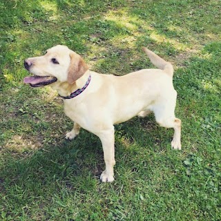 Harefield Boarding Kennels