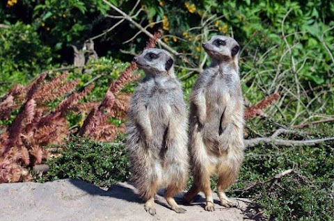 Meercat Enclosure - Twycross Zoo