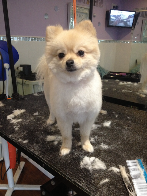 Shampooch Professional dog grooming by Cathryn Gleave./ Westhoughton