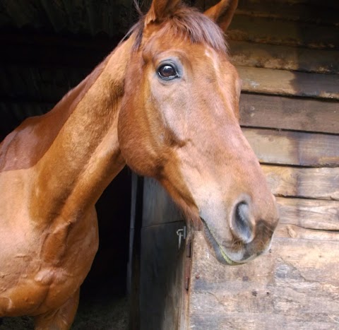 Hamsey Riding School