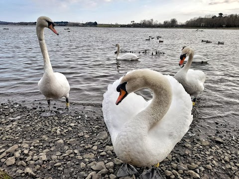 Broadmeadow Estuary