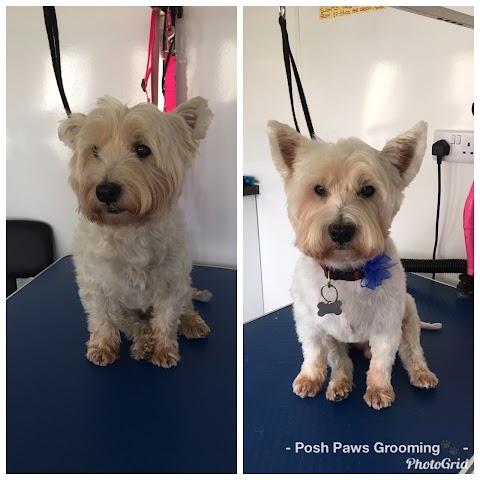 Posh Paws Grooming ( Dog Grooming Basingstoke )