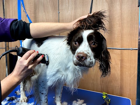 Groomed to Pawfection & Pugs And Kisses Doggy Daycare. Fully Licenced by Rochdale Council Roch/232