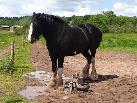 Cotebrook Shire Horse Centre