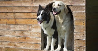 Clearway Boarding Kennels