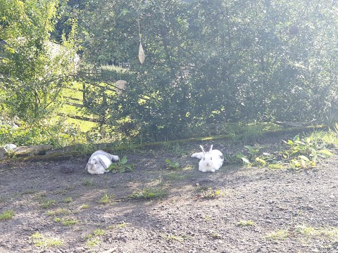 Pastures New (Lane Foot Petting Farm)