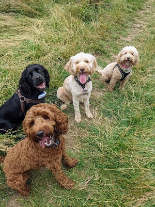 Percy and Bream Professional Dog Walking Services