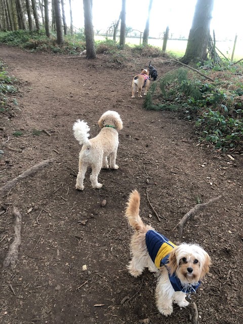 Caversham Canine Club