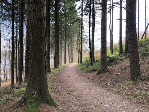 Narrow Water Forest