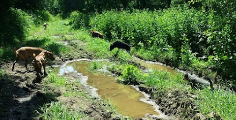 CANINE CAPERS OF CHESTER