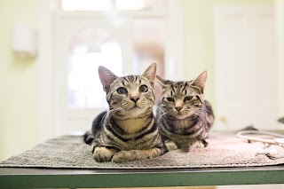 Lowesmoor House Veterinary Centre