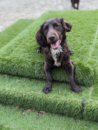 Foxhills Boarding Kennels