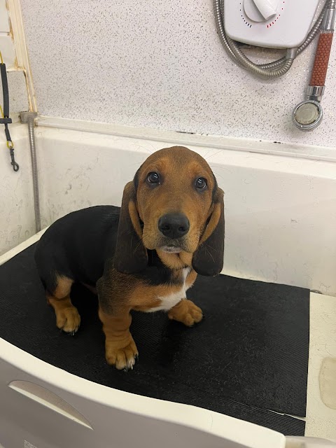 Groovy Grooming and Snazzy swimmers canine hydrotherapy centre