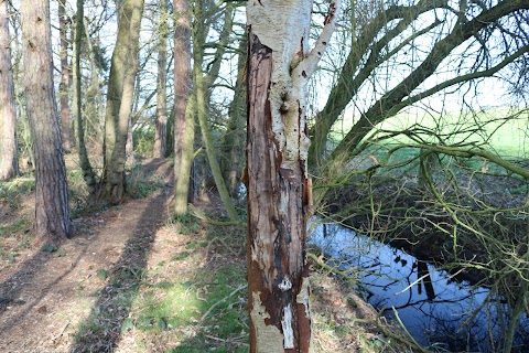 Black Firs and Cranberry Bog SWT NR