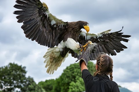 Eagle Heights Wildlife Foundation