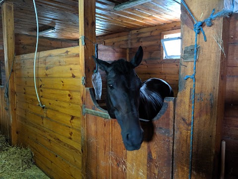 Імперіал Хорс Клаб (Imperial Horse Club)