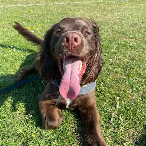 Sunny paws dog walking