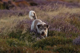 K9 Cuts Dog Grooming Bingley