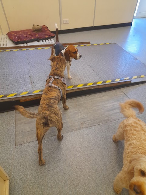 Day 2 day doggy day care