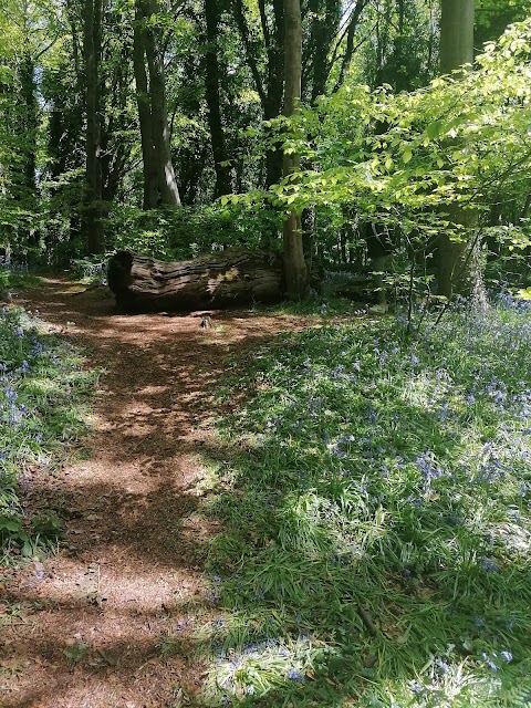 Narrow Water Forest