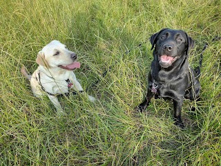 EOC CANINE ACADEMY- Dog walking and pet sitting services