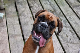 Rachael's Home Dog Boarding