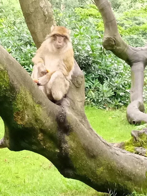 Trentham Monkey Forest