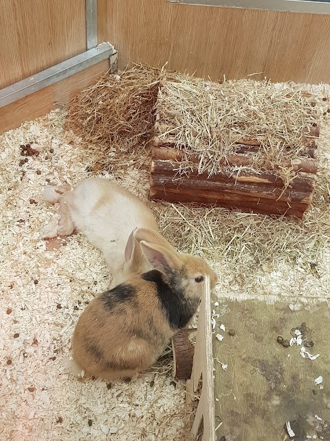 Pets at Home Great Yarmouth