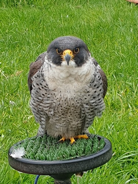 National Bird of Prey Centre