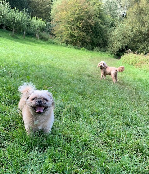 Caldy Valley Dog Walking