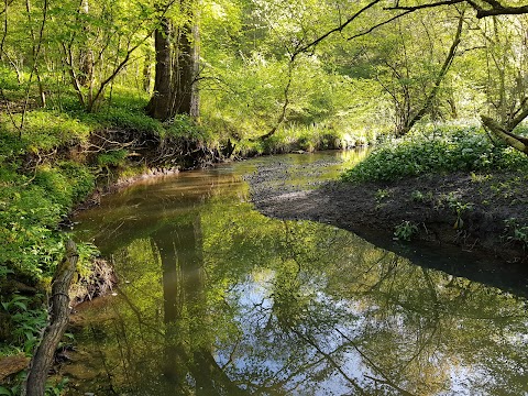 Lower Woods Nature Reserve