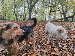 Premier Dog Walkers