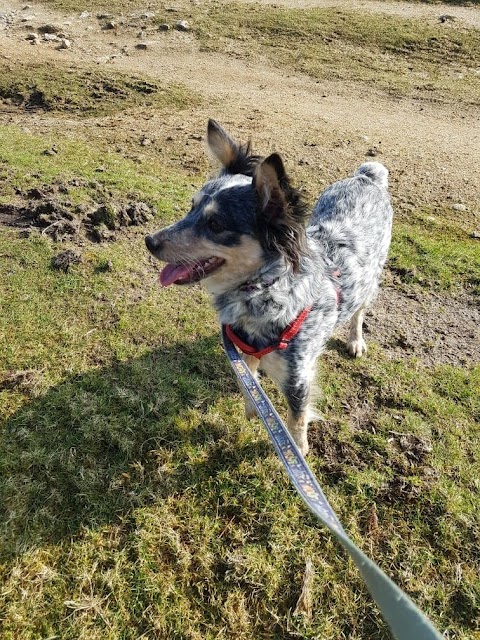 Fern Lodge Boarding Kennels & Cattery