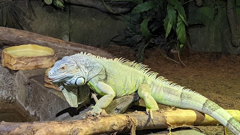 Exploris Aquarium